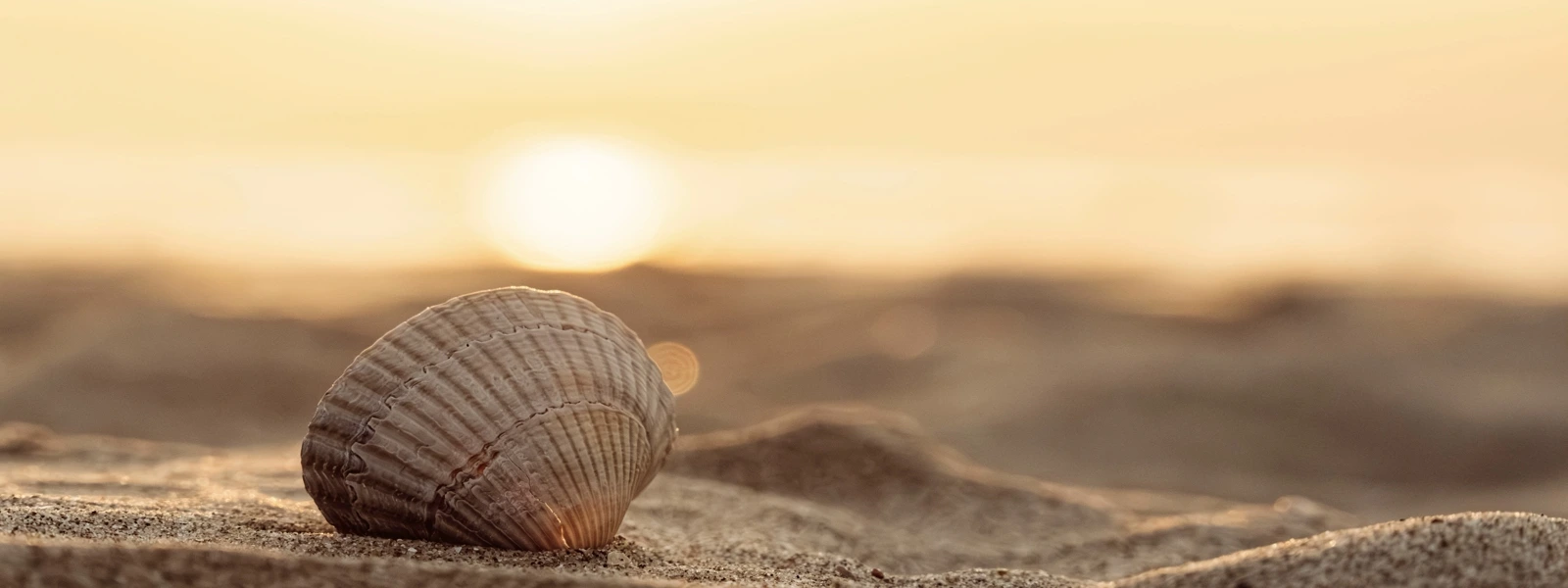Zu sehen ist eine Muschel am Strand / Ohrlaub