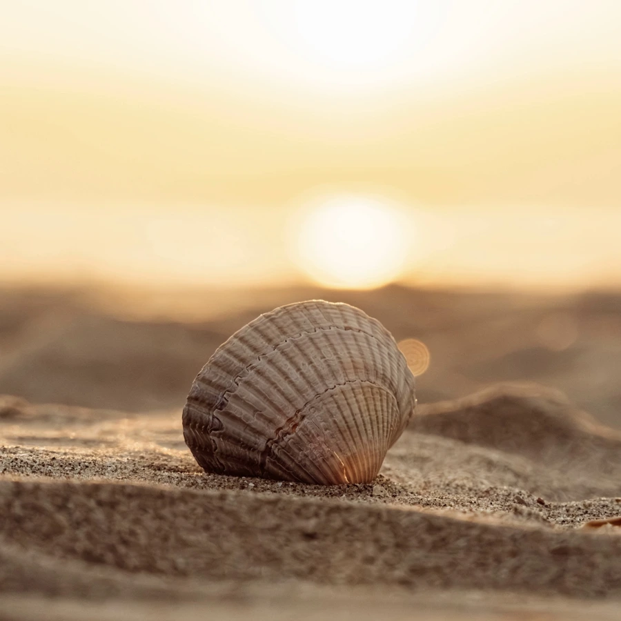 Eine Muschel im Sand am Strand