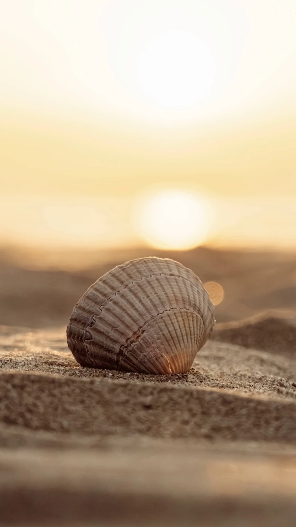 Muschel im Sand