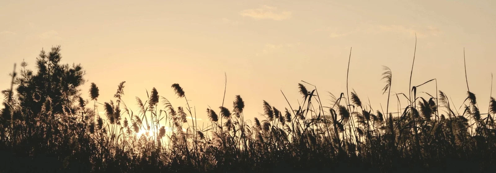 Zu sehen sind Gräser, durch die die Sonne blinzelt / Hoffnung