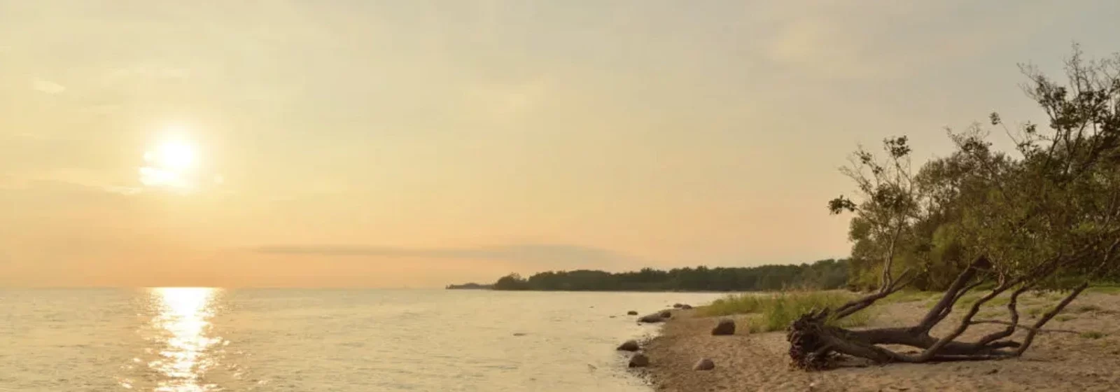 Zu sehen ist Treibholz am Meer / Risse